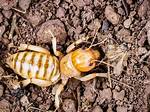 What Do Potato Bugs Do