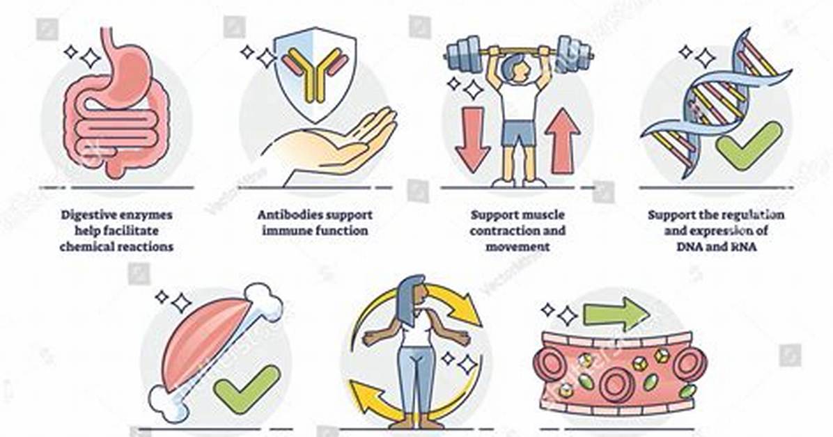 What Do Proteins Do?