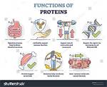 What Do Proteins Do?