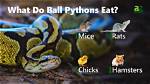 What Do Pythons Eat