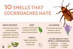 What Do Roaches Hate