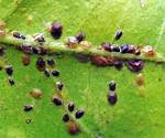 What Do Scale Insects Do