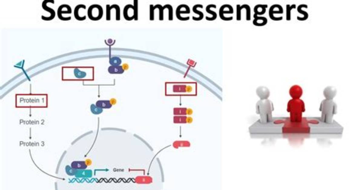 What Do Second Messengers Do
