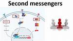 What Do Second Messengers Do