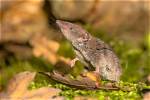 What Do Shrews Do?