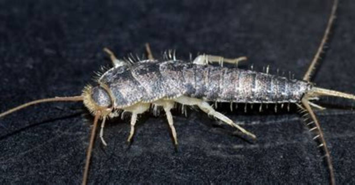 What Do Silverfish Do?