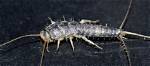 What Do Silverfish Do?