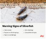 What Do Silverfish Indicate?