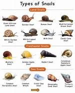 What Do Snails Look Like