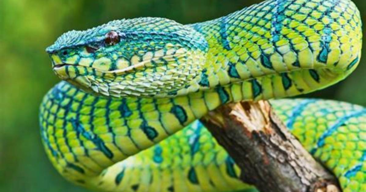 What Do Snakes Hate Most