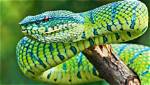 What Do Snakes Hate Most