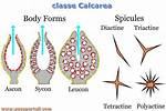 What Do Spicules Do?