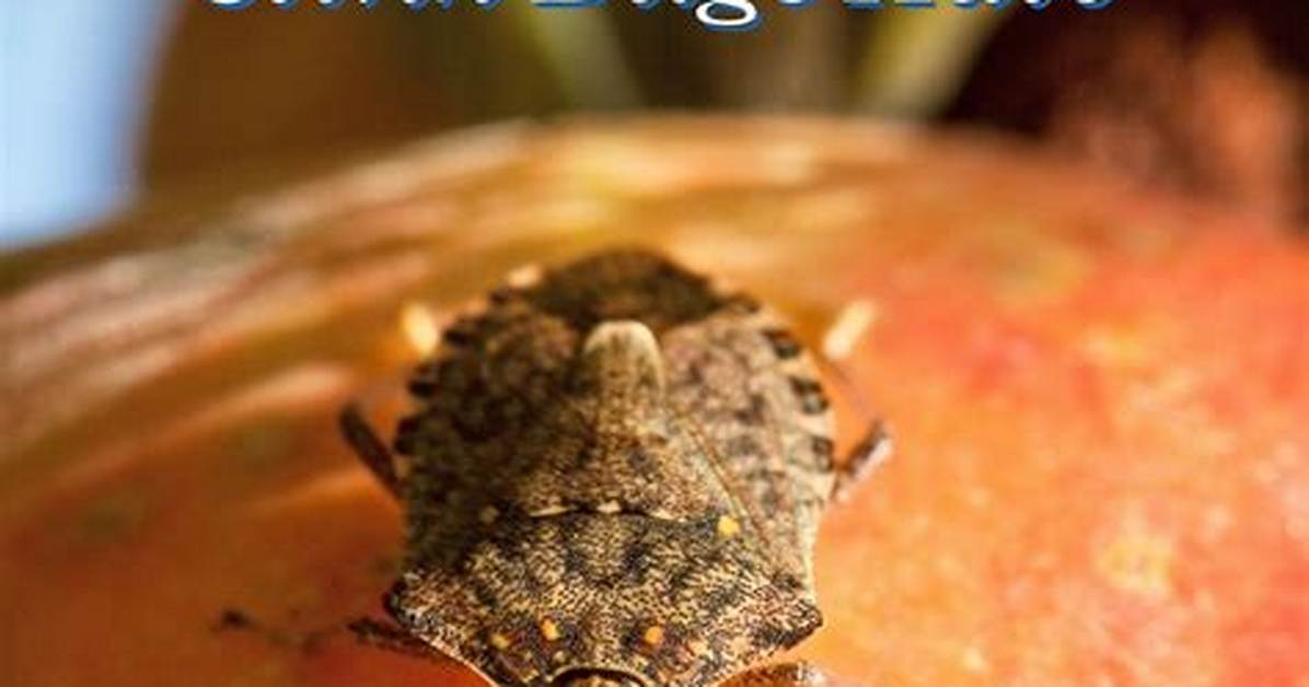 What Do Stink Bugs Hate?