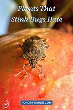 What Do Stink Bugs Hate?