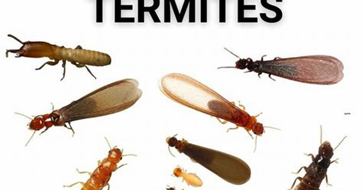 What Do Termites Do?