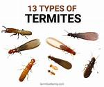 What Do Termites Do?