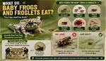 What Do Tiny Froglets Eat?