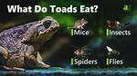 What Do Toads Eat?