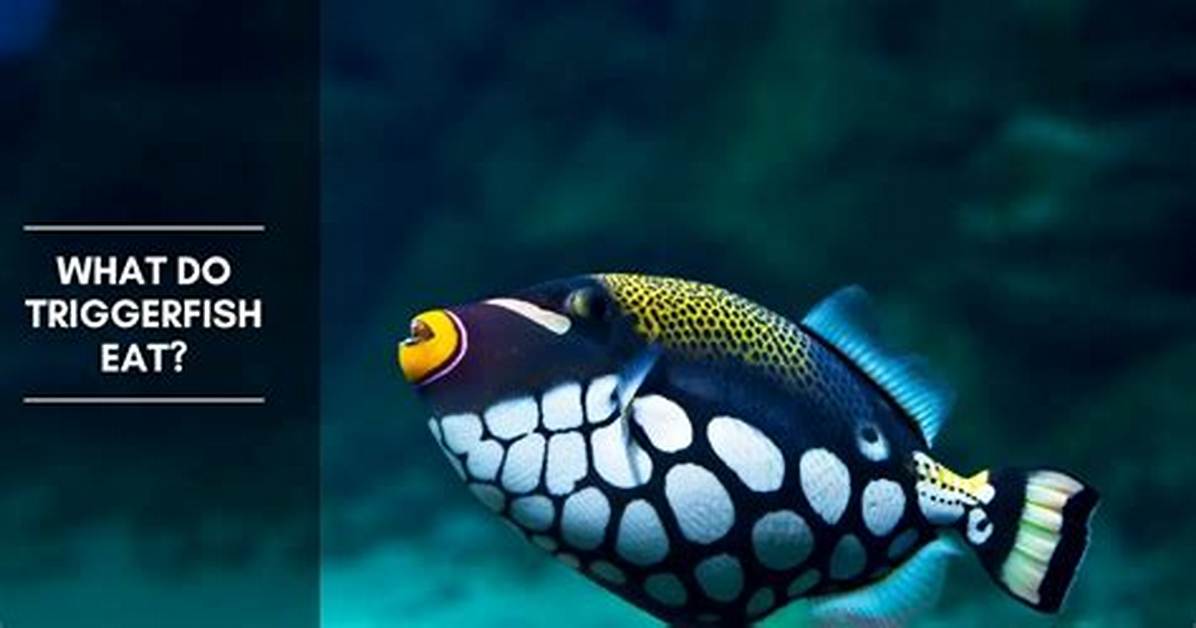 What Do Triggerfish Eat?