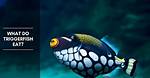 What Do Triggerfish Eat?