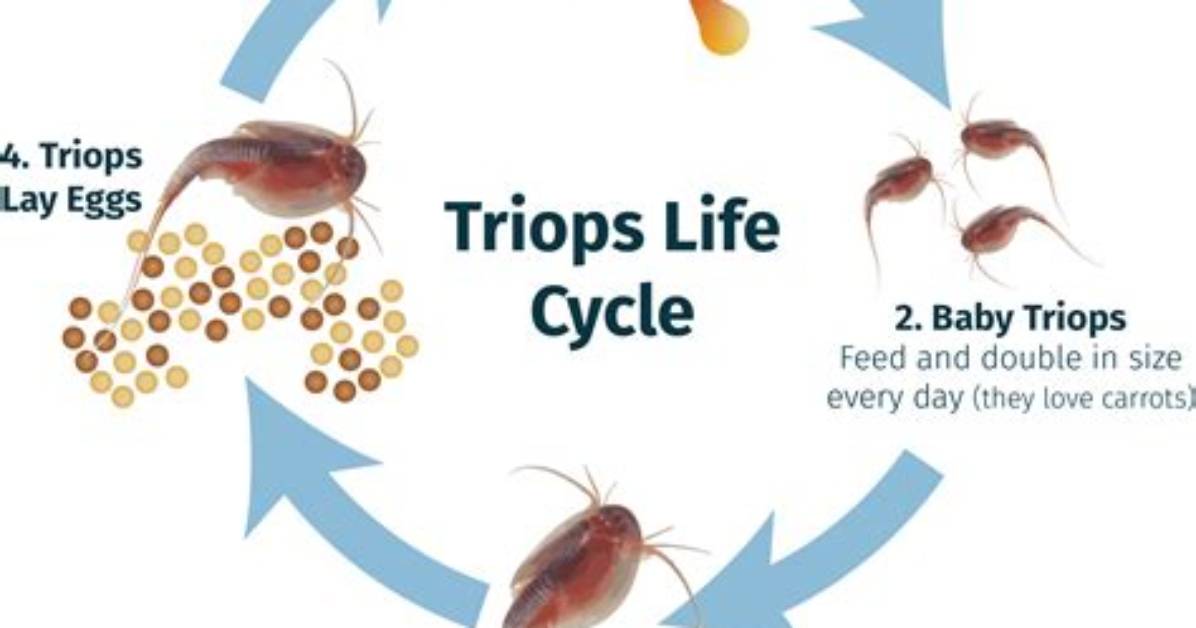 What Do Triops Need?