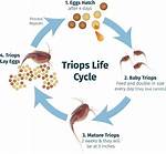What Do Triops Need?