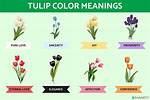 What Do Tulips Represent
