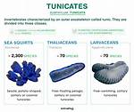What Do Tunicates Eat?
