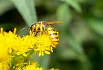 What Do Wasps Pollinate?