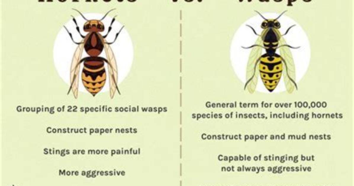 What Do Wasps Really Hate