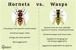 What Do Wasps Really Hate