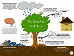 What Do We Know About Trees