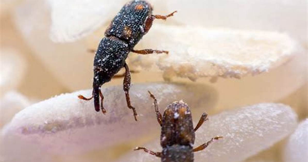 What Do Weevils Do