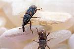 What Do Weevils Do