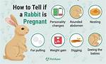 What Do You Do If Your Rabbit Is Not Eating?