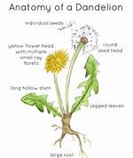 What Does a Dandelion Do