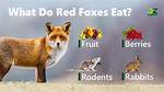 What Does a Fox Mostly Eat