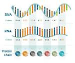 What Does a Gene Code for?