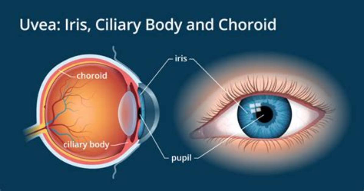 What Does a Iris Do?