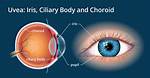 What Does a Iris Do?
