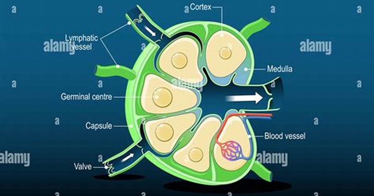 What Does a Lymph Node Mean?