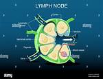What Does a Lymph Node Mean?