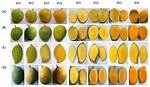What Does a Mango Look Like