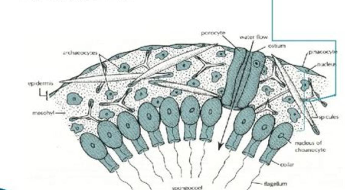 What Does a Mesoglea Do?