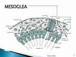 What Does a Mesoglea Do?