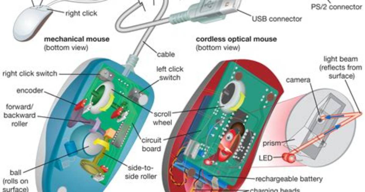 What Does a Mouse Do?