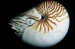 What Does a Nautilus Shell Do?