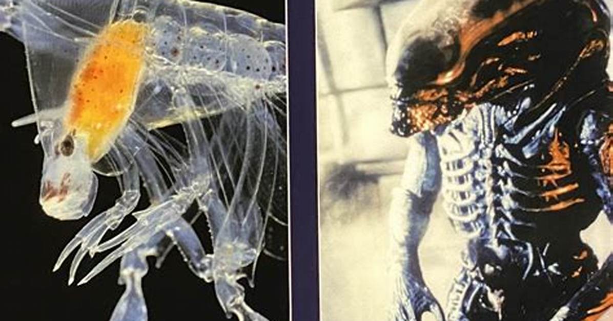 What Does a Phronima Do?