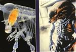 What Does a Phronima Do?