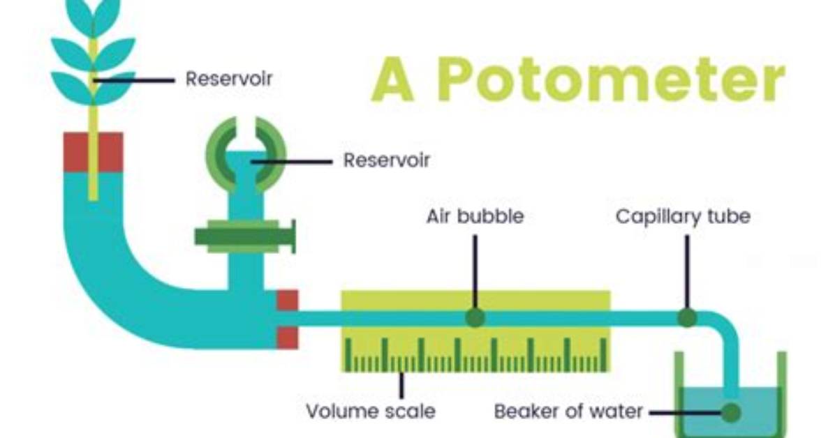 What Does a Potometer Do?